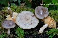 Lactarius fluens-amf1119